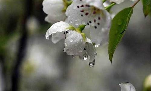 梨花带雨是什么意思_哭的梨花带雨是什么意思