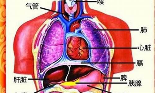 五脏六腑的拼音_五脏六腑的拼音及解释